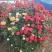 月季花球八十至一米八基地现货无中间商差价