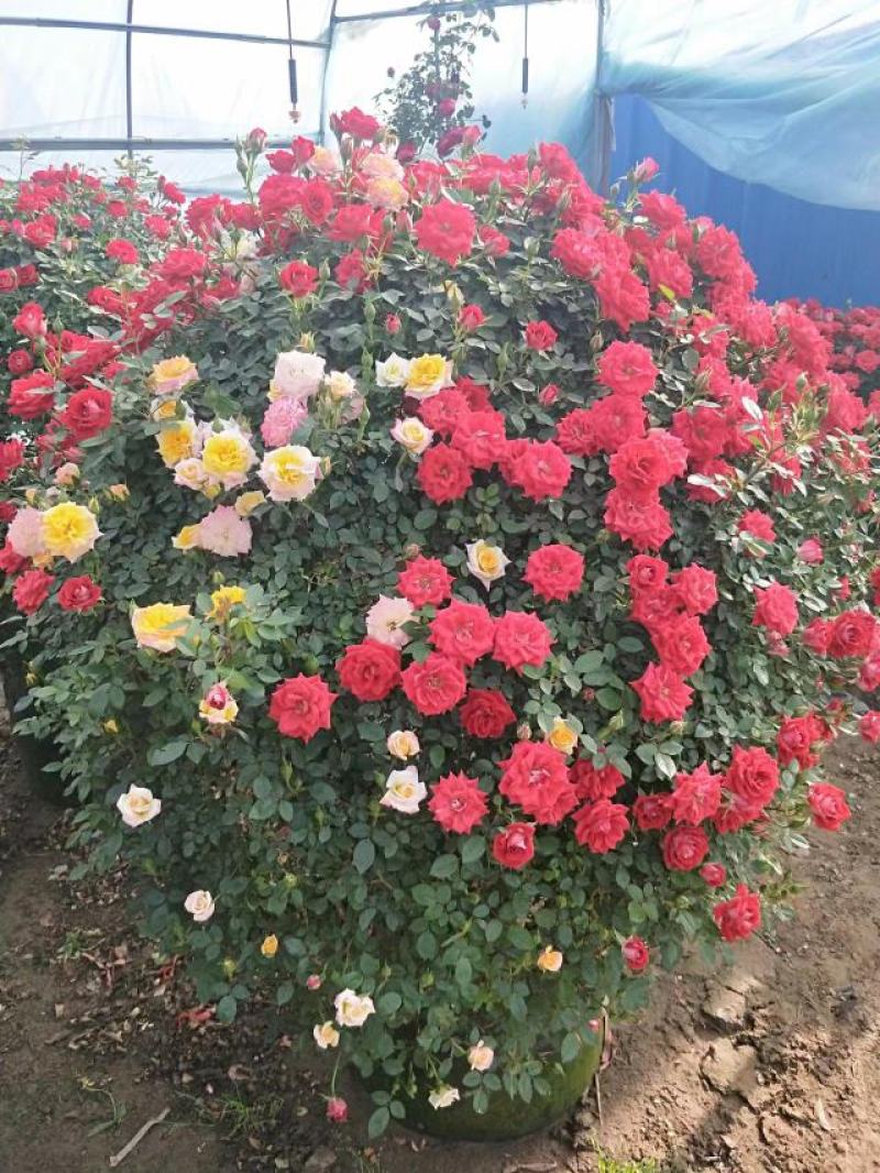 月季花球八十至一米八基地现货无中间商差价