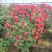 月季花球八十至一米八基地现货无中间商差价