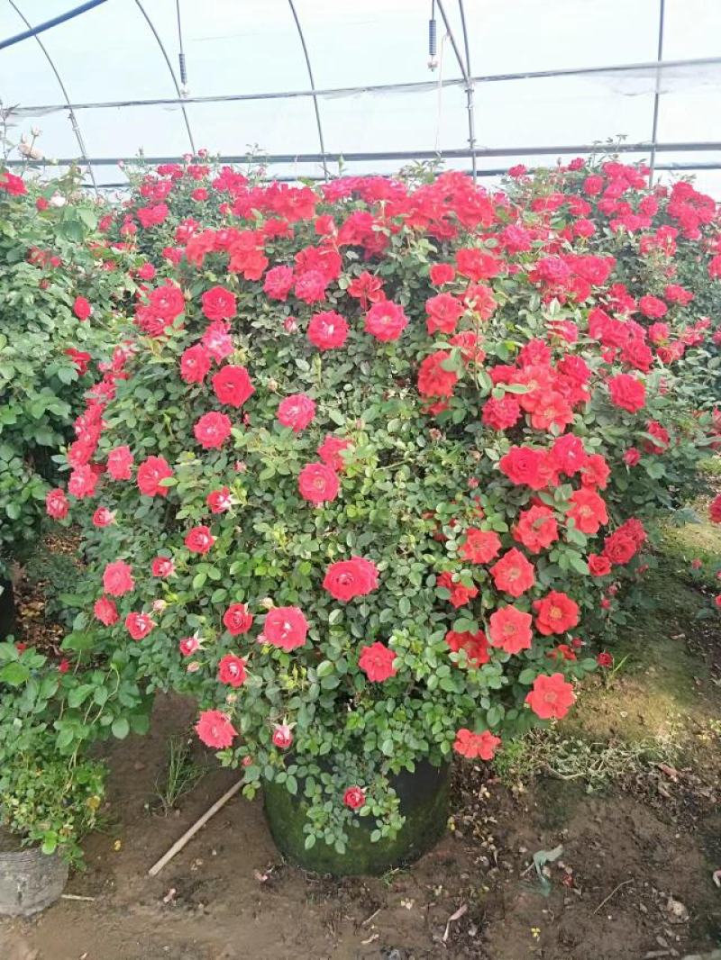 月季花球八十至一米八基地现货无中间商差价