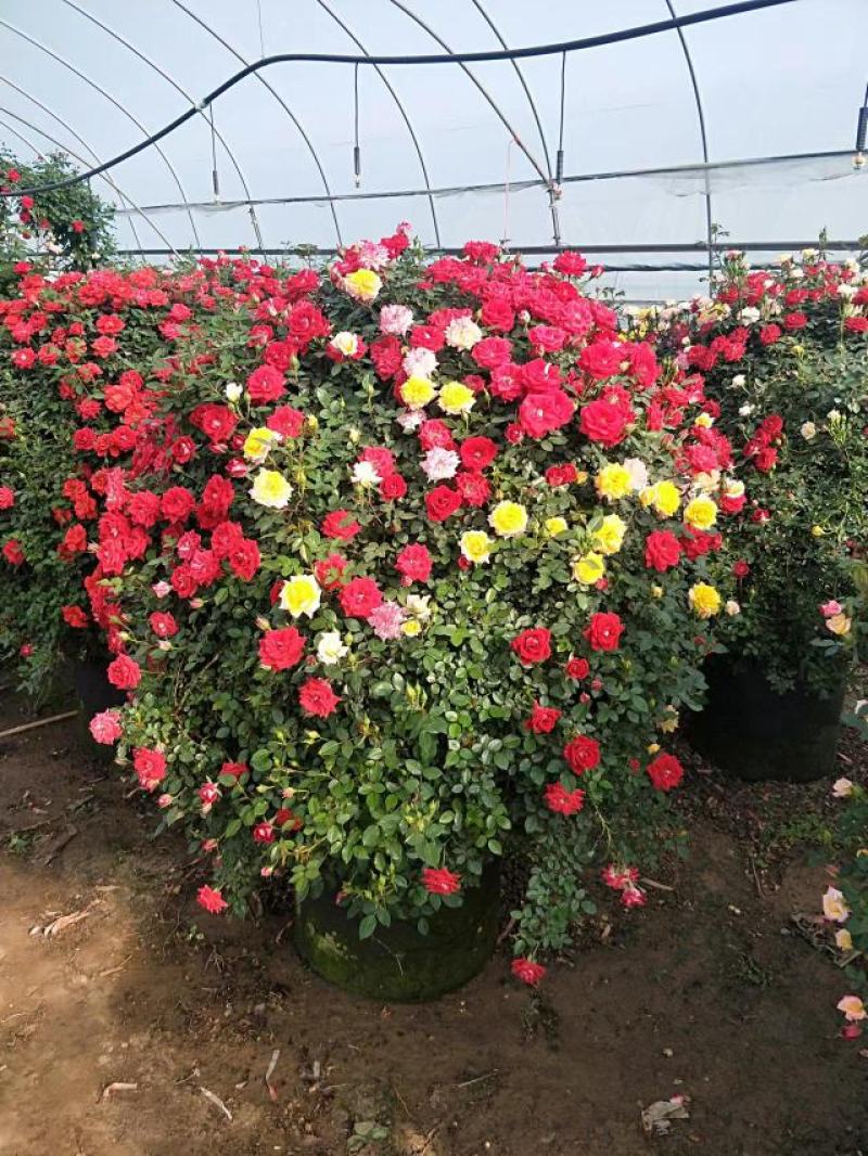 月季花球八十至一米八基地现货无中间商差价