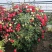 月季花球八十至一米八基地现货无中间商差价