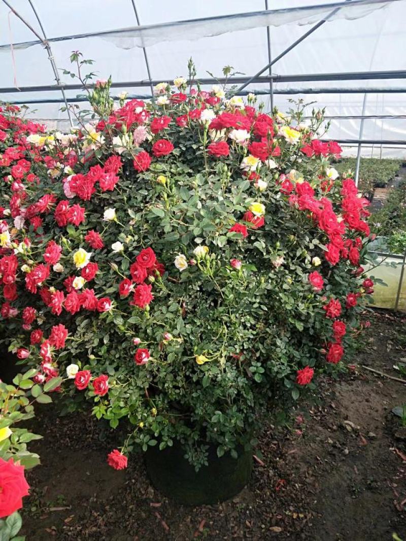 月季花球八十至一米八基地现货无中间商差价