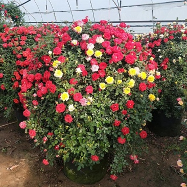 月季花球八十至一米八基地现货无中间商差价
