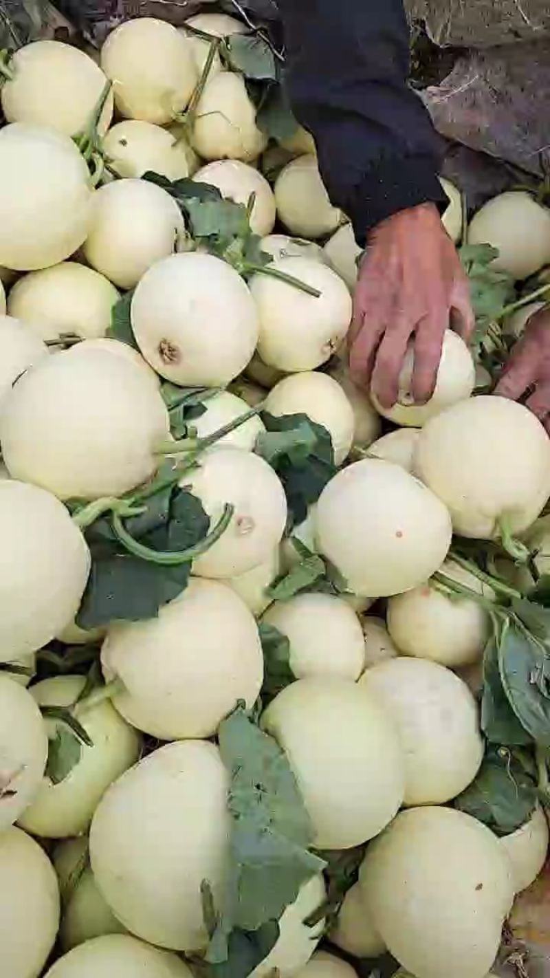 小白瓜大量上市中口感脆甜皮蓐肉多一首货源代购代发。