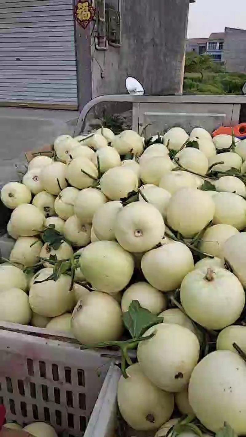 小白瓜大量上市中口感脆甜皮蓐肉多一首货源代购代发。