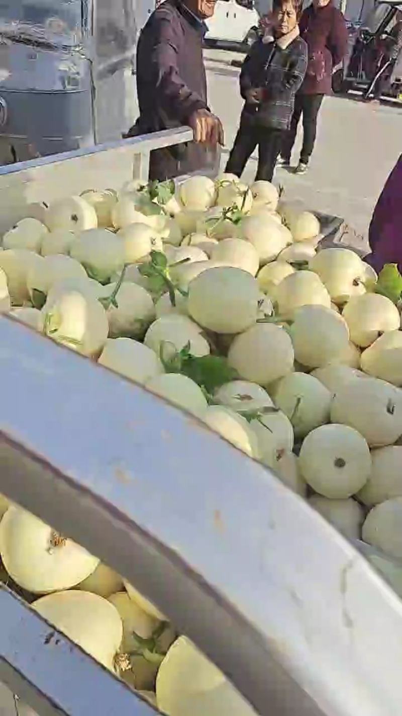 小白瓜大量上市中口感脆甜皮蓐肉多一首货源代购代发。
