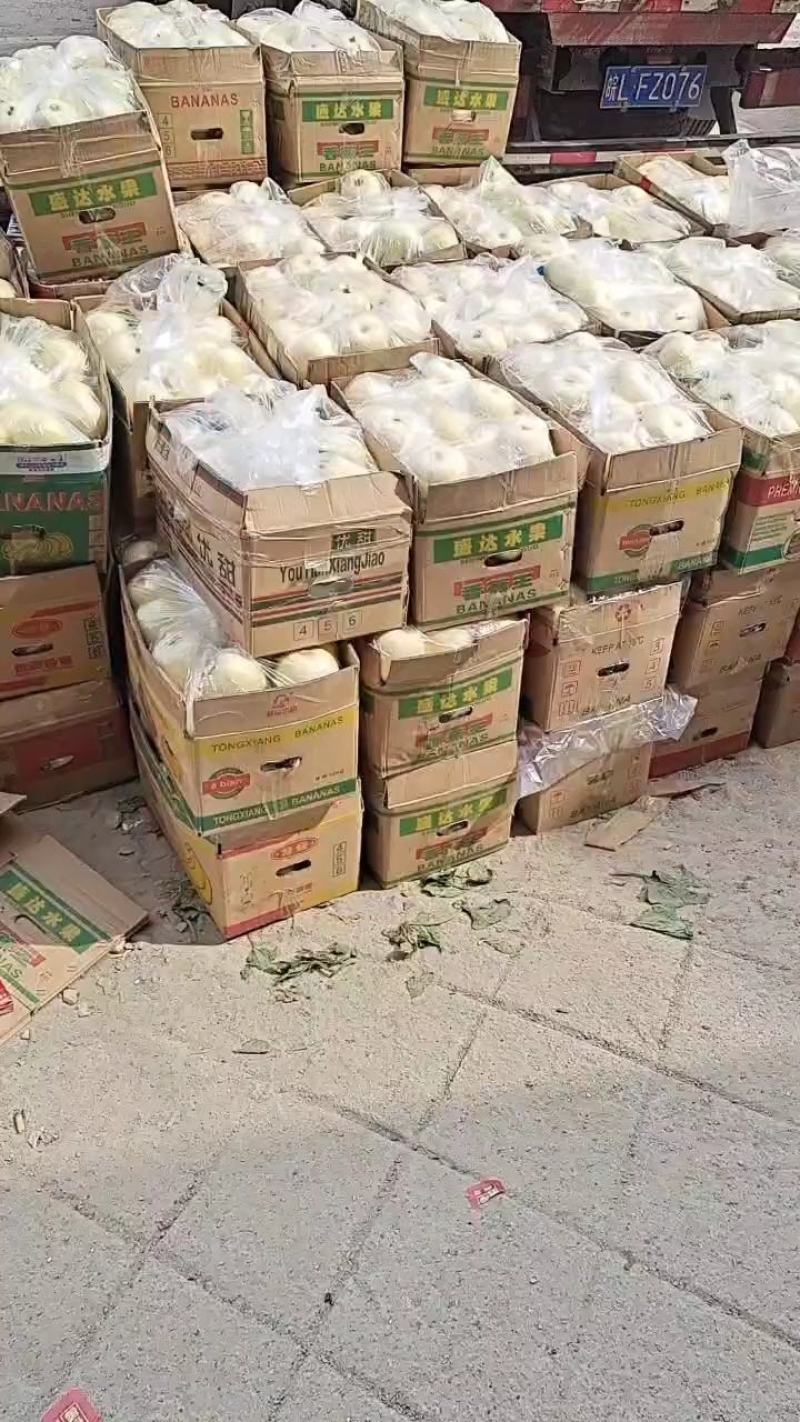 小白瓜大量上市中口感脆甜皮蓐肉多一首货源代购代发。