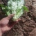 常年精品油麦菜，可以地头收货，质量好价格优，可视频看货