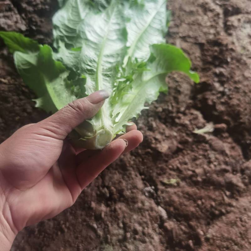 常年精品油麦菜，可以地头收货，质量好价格优，可视频看货