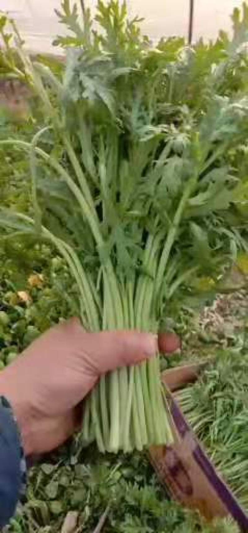 芹菜大量上市，品质很不错，专业种植芹菜，又脆又香
