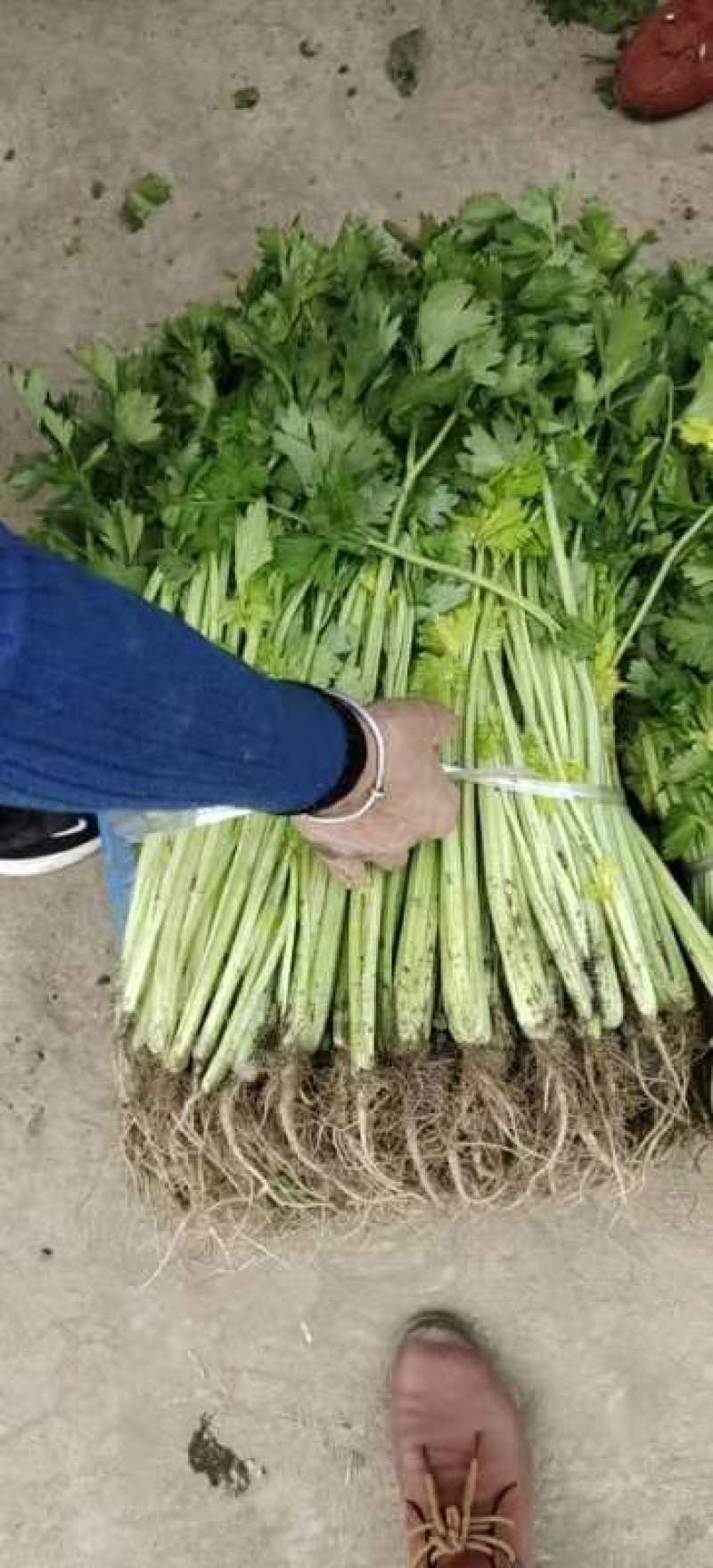 芹菜大量上市，品质很不错，专业种植芹菜，又脆又香