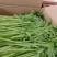 芹菜大量上市，品质很不错，专业种植芹菜，又脆又香