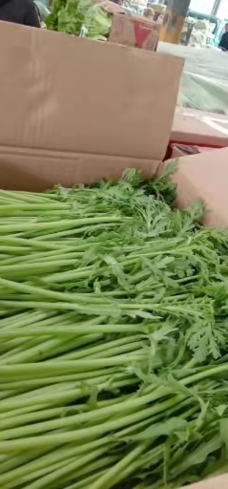 芹菜大量上市，品质很不错，专业种植芹菜，又脆又香