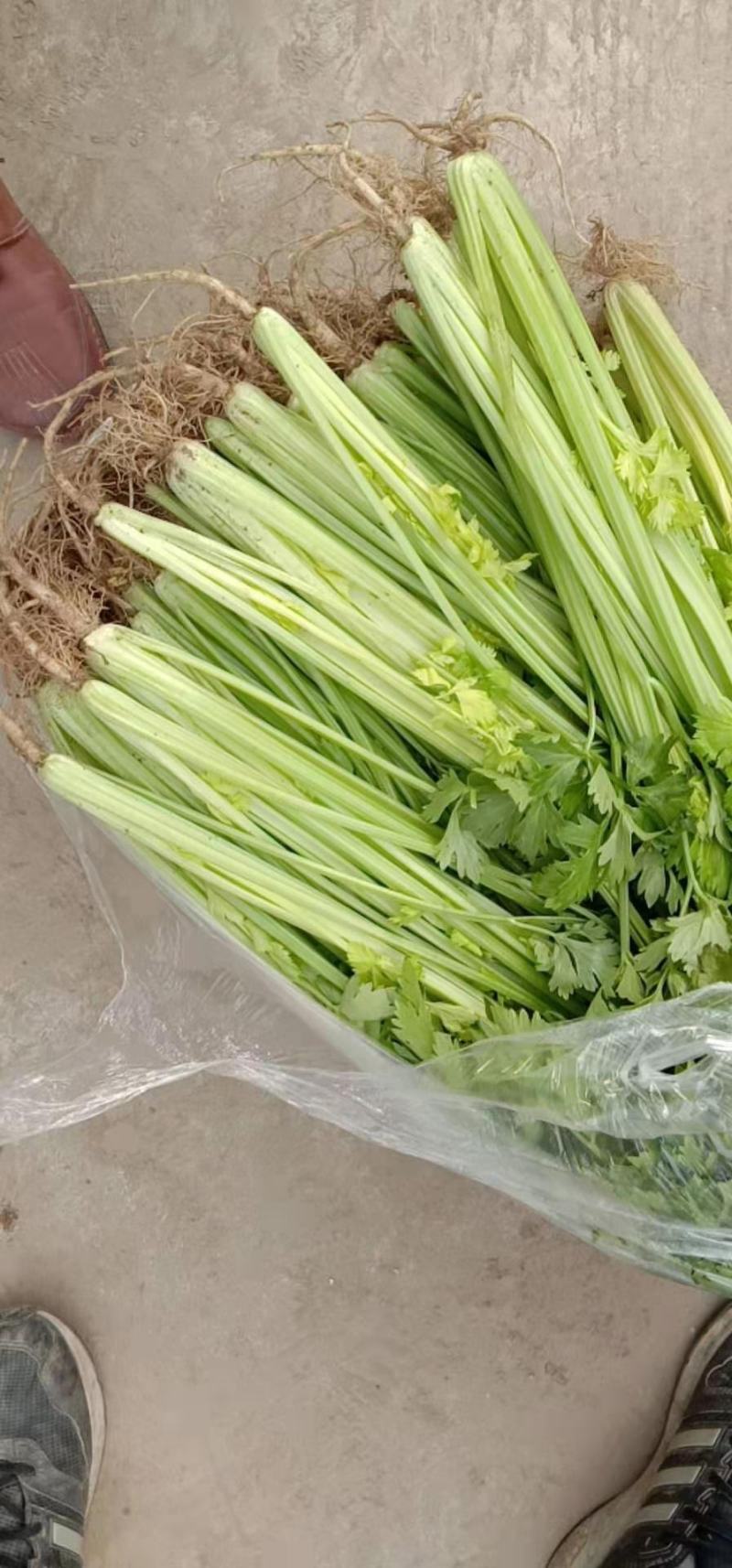 芹菜大量上市，品质很不错，专业种植芹菜，又脆又香