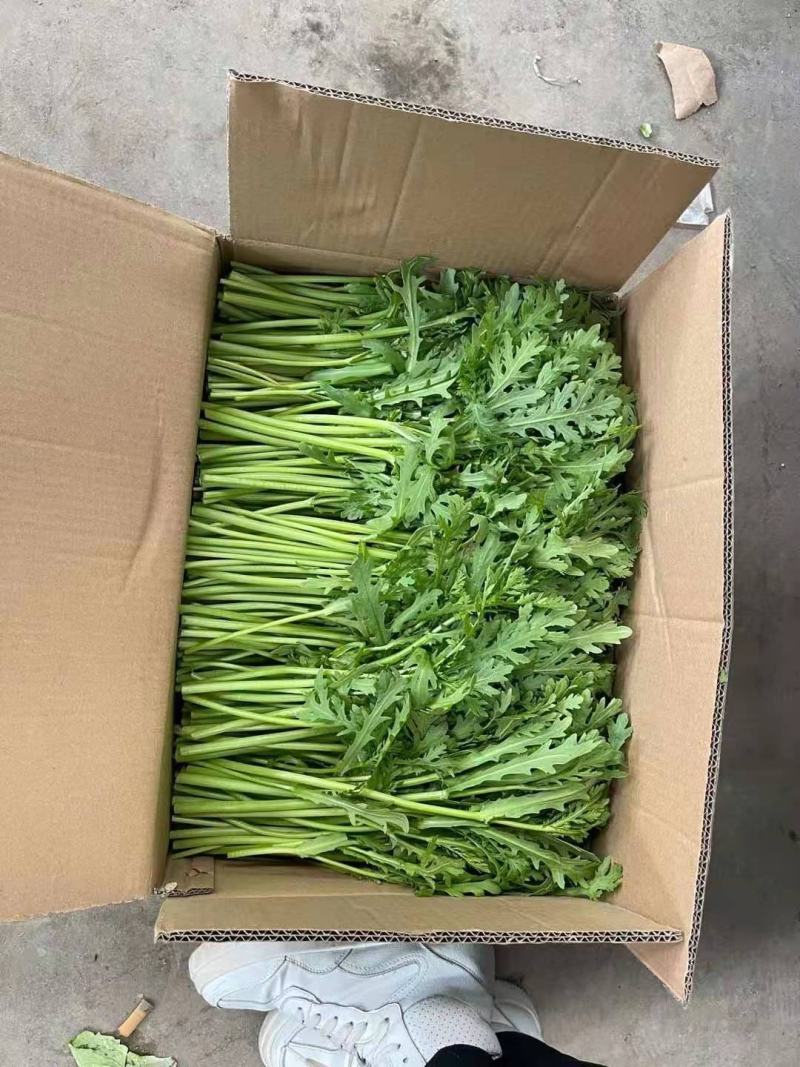 芹菜大量上市，品质很不错，专业种植芹菜，又脆又香