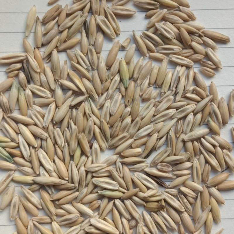 精品燕麦！俄罗斯进口质量好……！！！——……水分14基