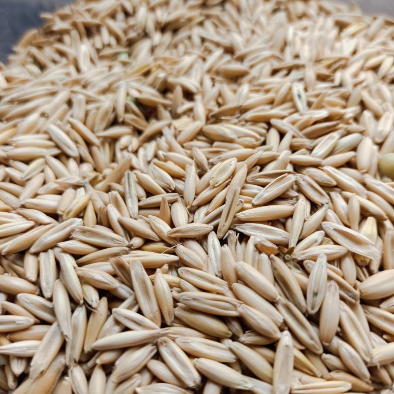 精品燕麦！俄罗斯进口质量好……！！！——……水分14基