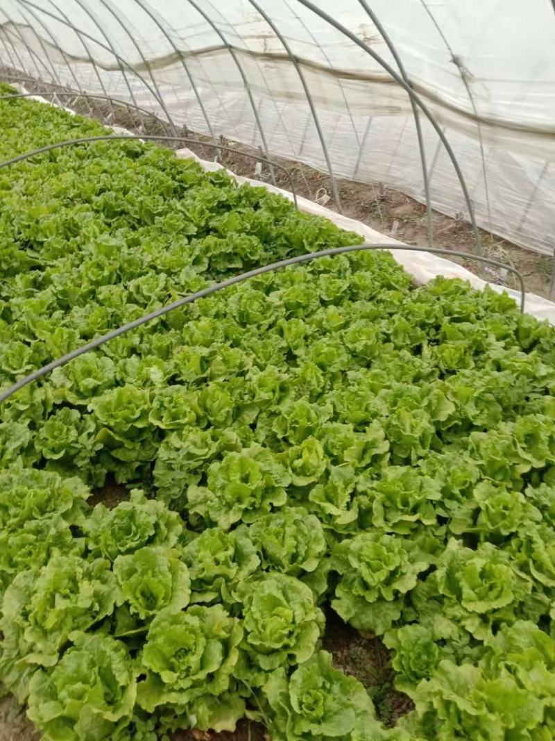 精品生菜大量上市产地实力代办诚信交易，发货迅速
