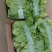 精品生菜大量上市产地实力代办诚信交易，发货迅速