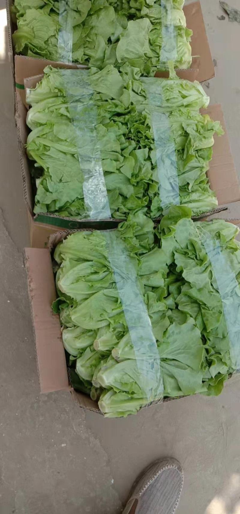 精品生菜大量上市产地实力代办诚信交易，发货迅速