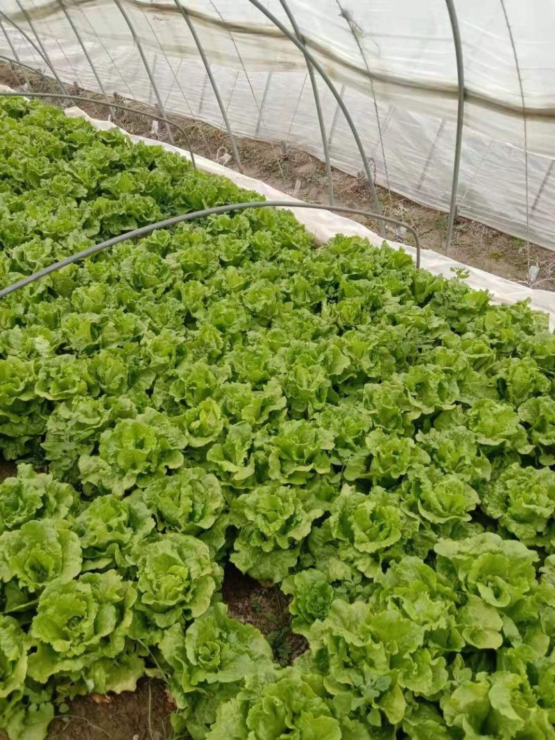 精品生菜大量上市产地实力代办诚信交易，发货迅速
