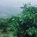 特早蜜蜜橘园入股300元/棵50%分红有批发渠道，下单