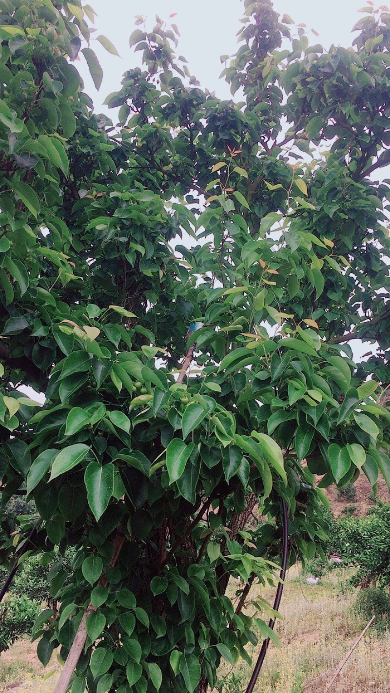 特早蜜蜜橘园入股300元/棵50%分红有批发渠道，下单