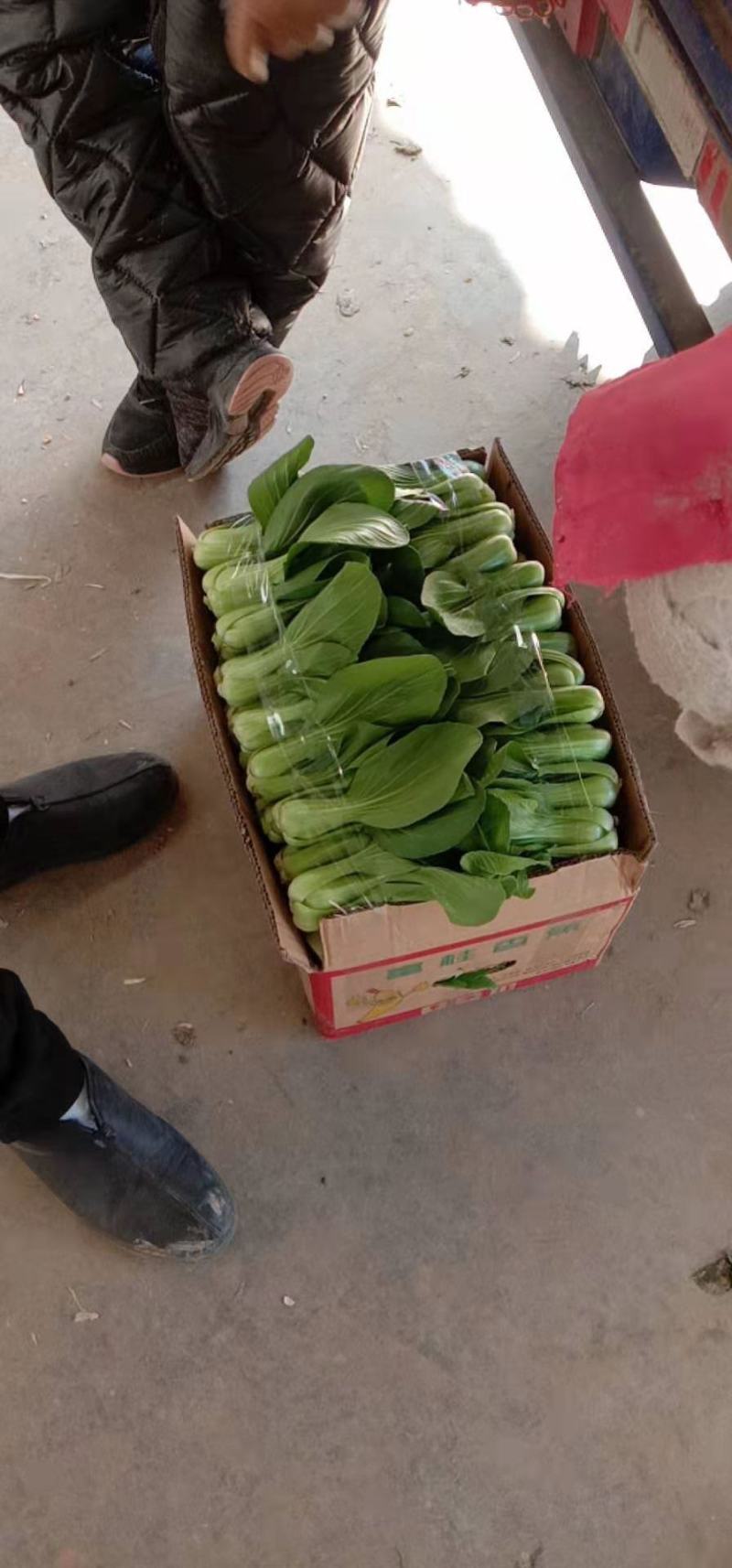 专业种植基地大量出售油菜上海青，翠绿鲜嫩，颗颗新鲜