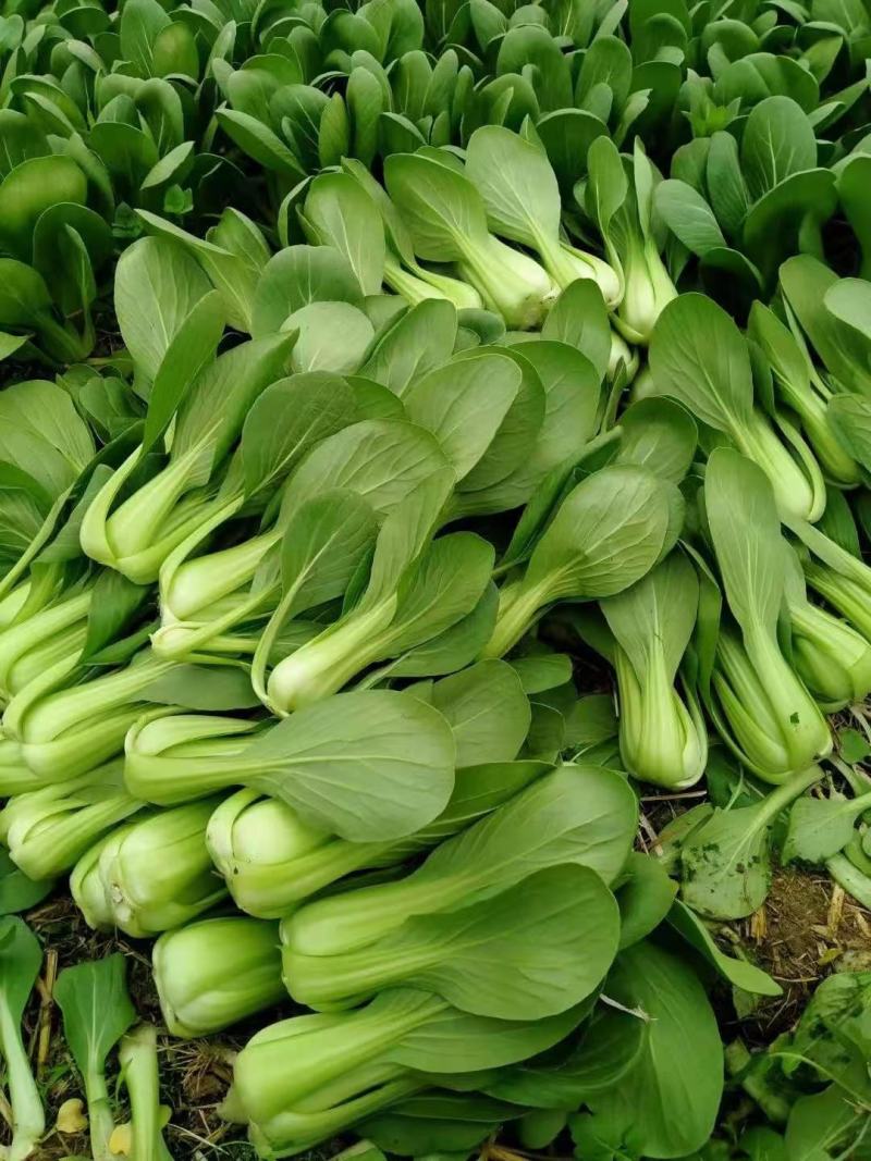 专业种植基地大量出售油菜上海青，翠绿鲜嫩，颗颗新鲜