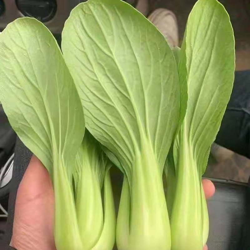 专业种植基地大量出售油菜上海青，翠绿鲜嫩，颗颗新鲜