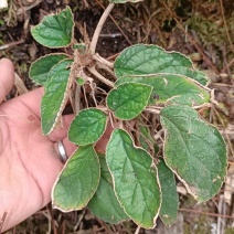 石上莲大山里的石上莲全珠软肝草