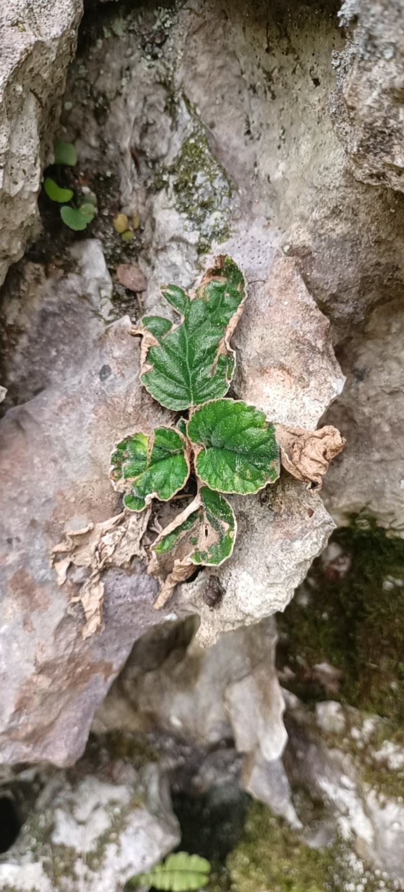 石上莲大山里的石上莲全珠软肝草