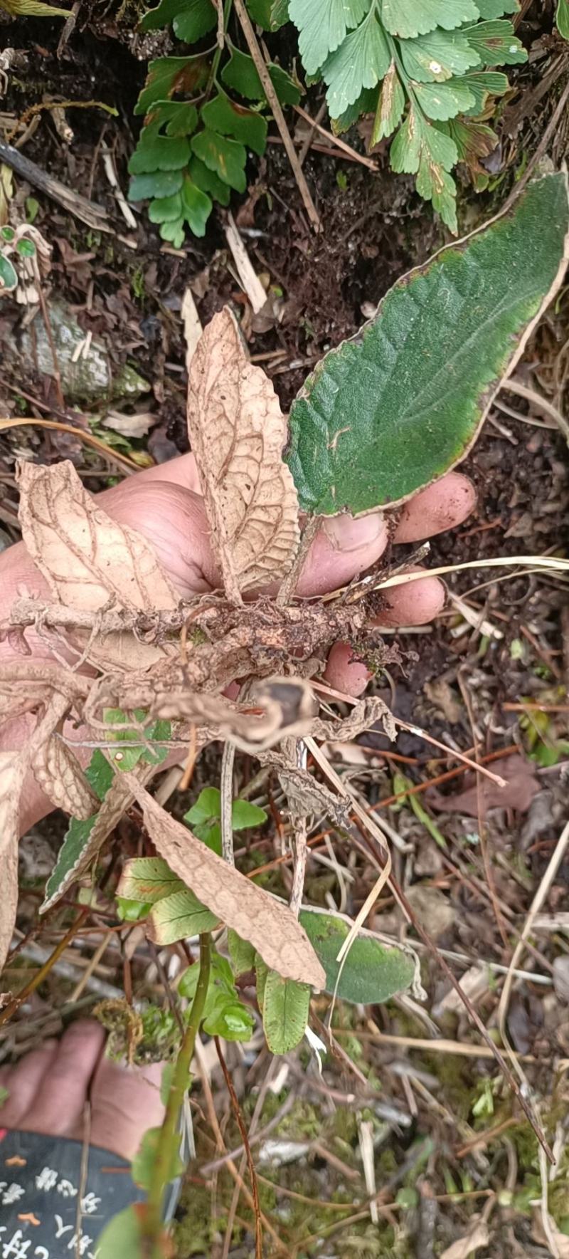 石上莲大山里的石上莲全珠软肝草