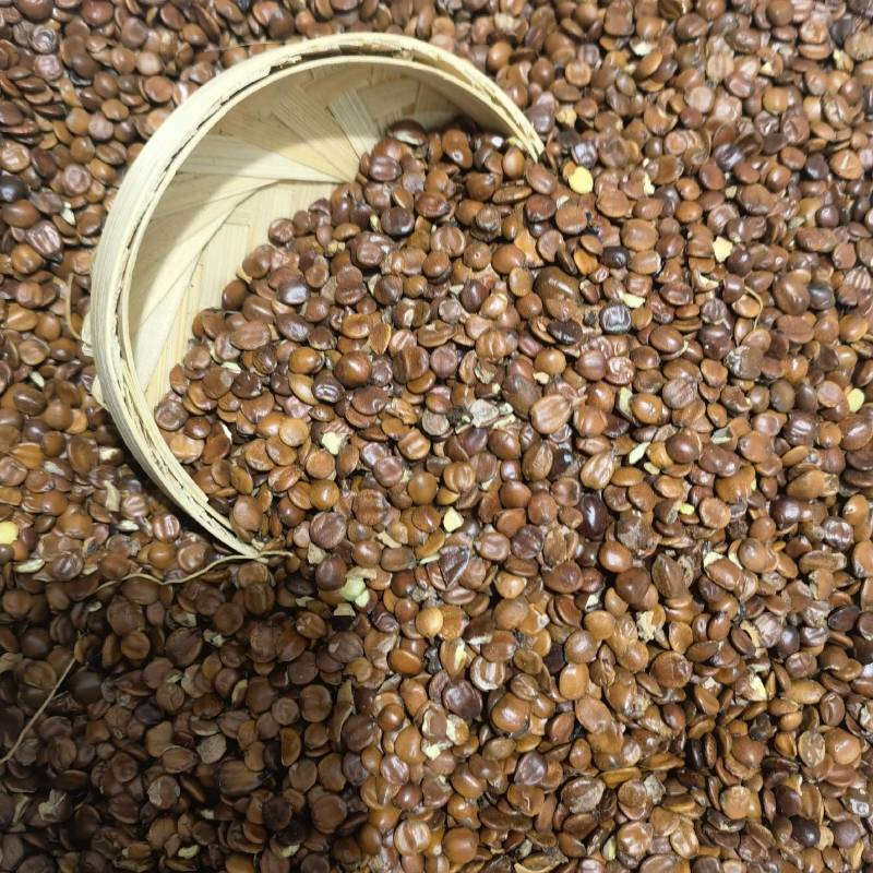 炒香附个精选货物美价廉重在品质百信药业欢迎选购