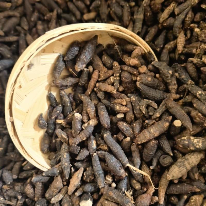生香附个货源充足当天发货新店开业量大从优颜色好
