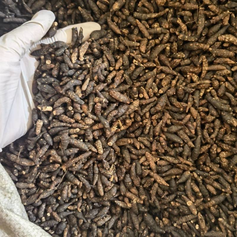 生香附个货源充足当天发货新店开业量大从优颜色好