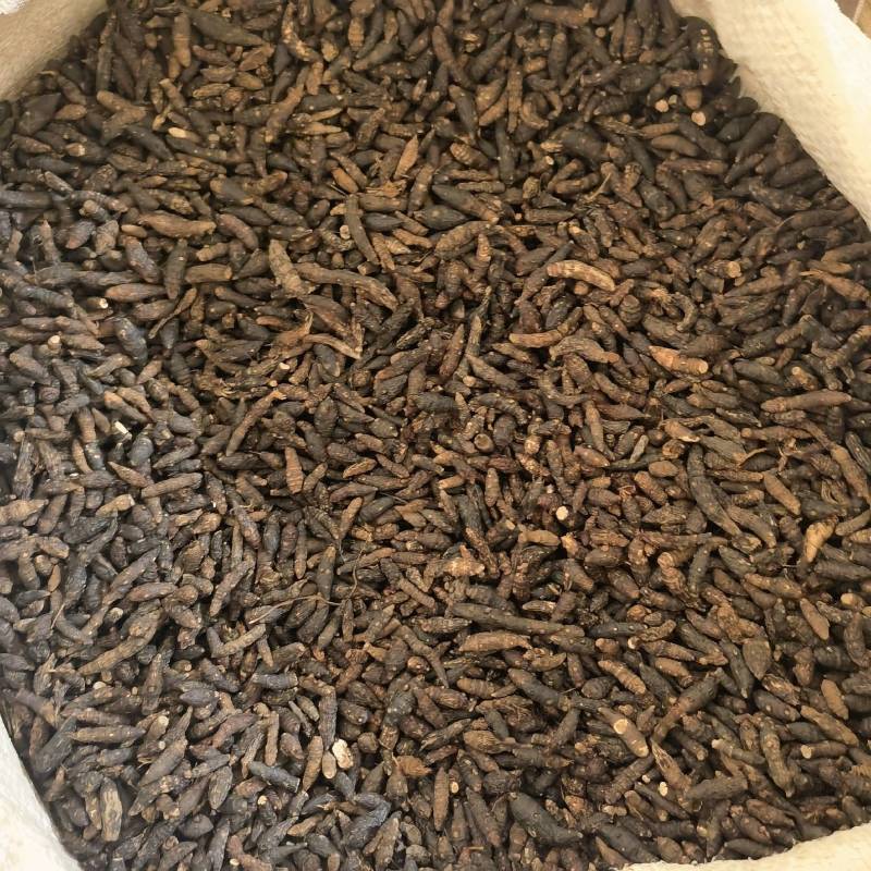 生香附个货源充足当天发货新店开业量大从优颜色好