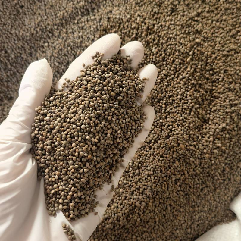 前胡实图拍摄今年新货量大从优一手货源百信药业