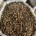 前胡实图拍摄今年新货量大从优一手货源百信药业