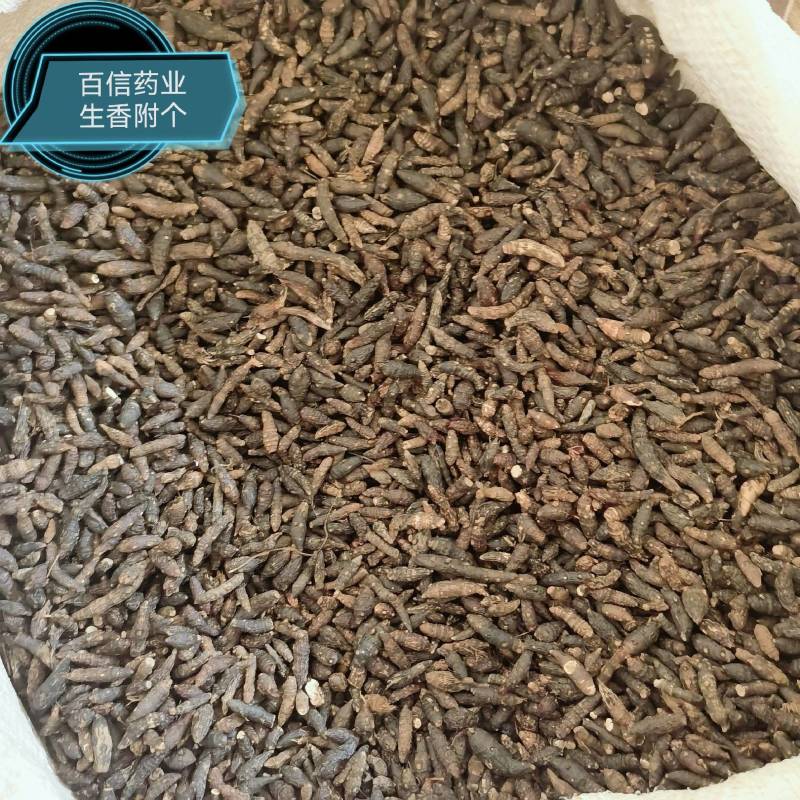 前胡实图拍摄今年新货量大从优一手货源百信药业