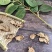 苍术片无硫苍术带朱砂点实物拍摄品质保证量大从优