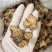 苍术片无硫苍术带朱砂点实物拍摄品质保证量大从优