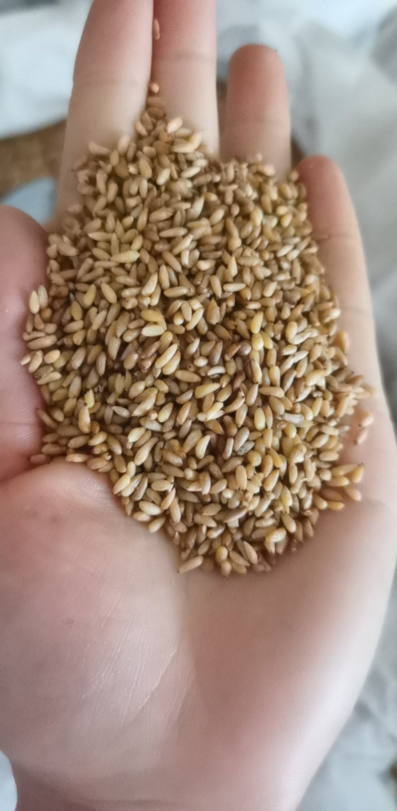柏子仁统装500g产地山东振兴药材购销站量大从优