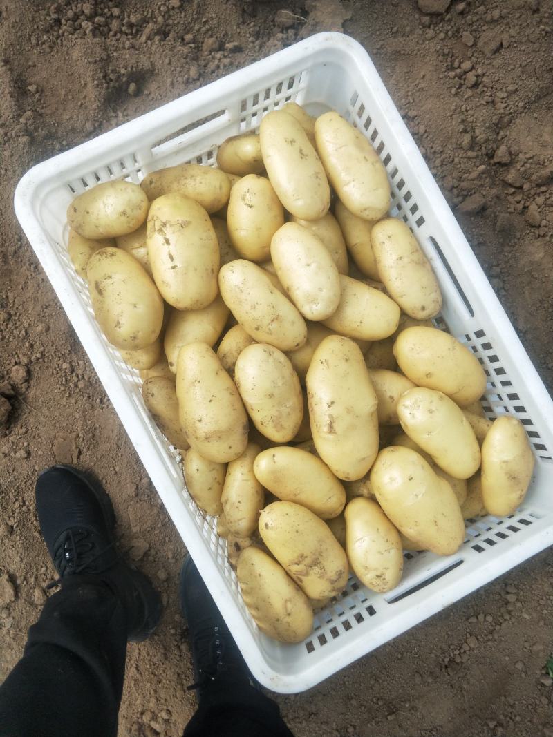 潍坊市土豆荷兰十五号土豆大量上市产地直销欢迎进店咨询