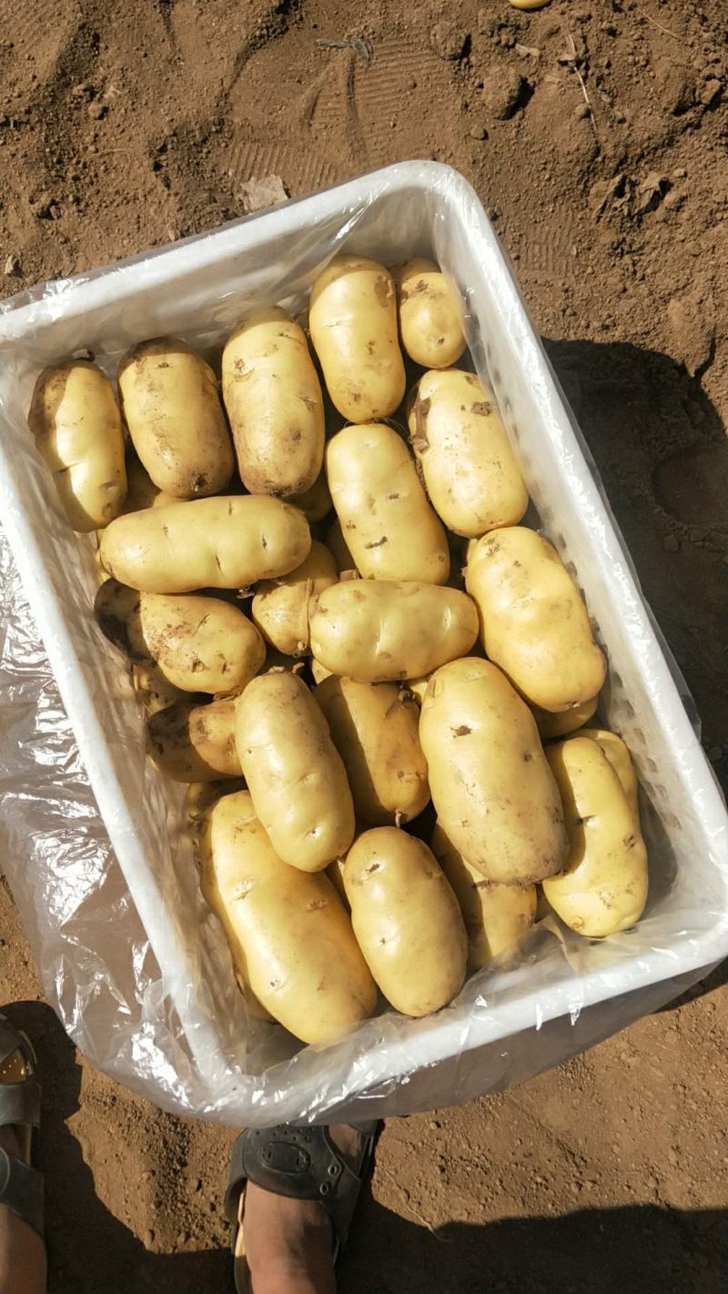 潍坊市土豆荷兰十五号土豆大量上市产地直销欢迎进店咨询