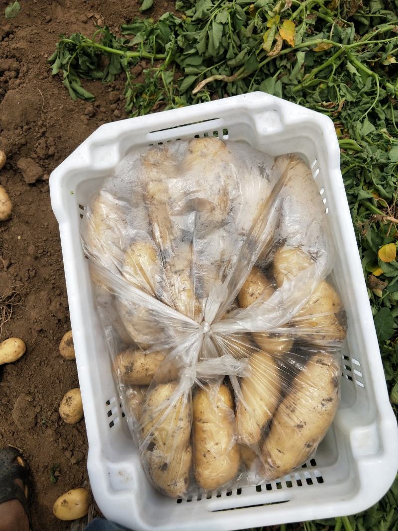 潍坊市土豆荷兰十五号土豆大量上市产地直销欢迎进店咨询