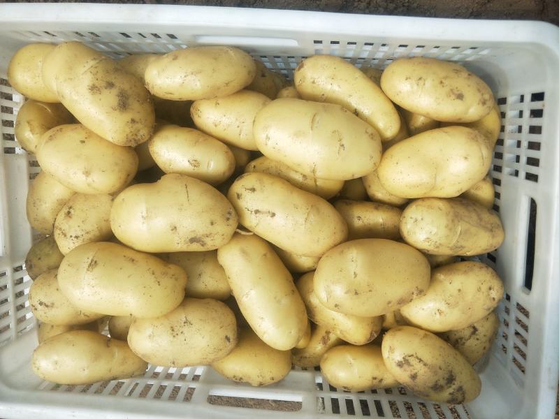 潍坊市土豆荷兰十五号土豆大量上市产地直销欢迎进店咨询