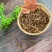 九节菖蒲节菖蒲优质选装无硫正品批发零售