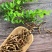 九节菖蒲节菖蒲优质选装无硫正品批发零售